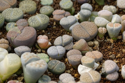 Lithops mix seeds - mix, 20