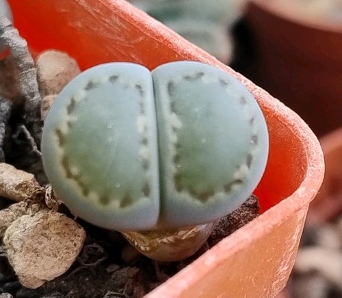 Succulent lithops salicola - |,