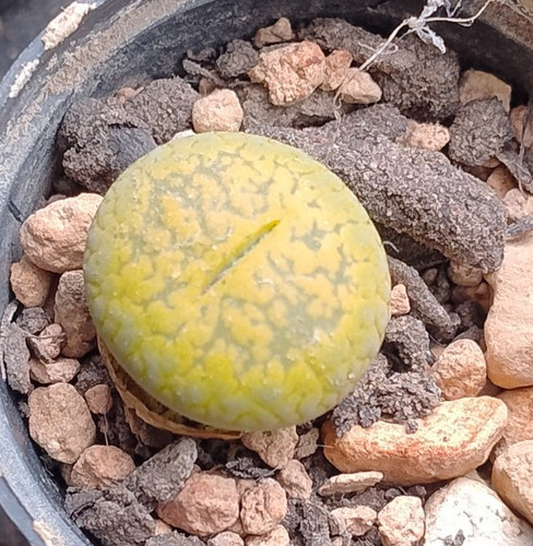 Succulent lithops aucampiae - succulent, |