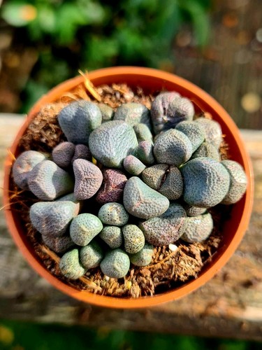 Aloinopsis schoonesii living - schoonesii,
