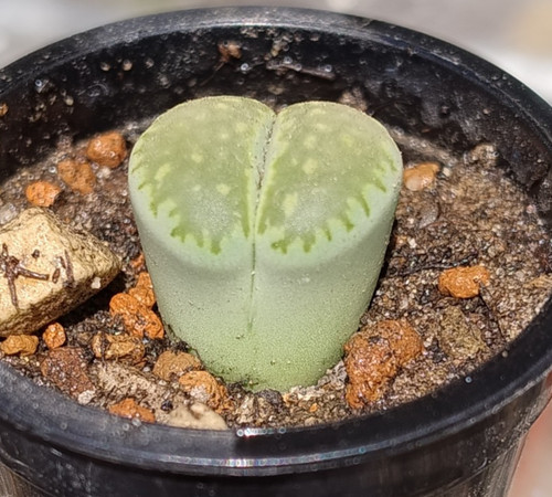 Succulent lithops julii cv - succulent,