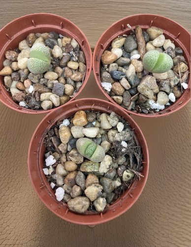 Pleiospilos nelii split - pleiospilos,