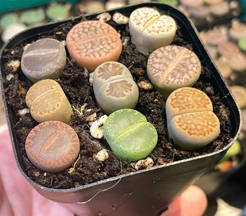 Pcs lithops living stones - 9,