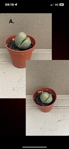 Pleiospilos nelii split rock - pleiospilos,