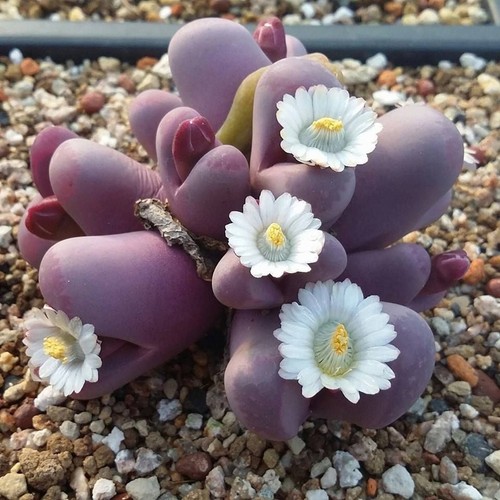 10x lithops optica rubra - 10x,
