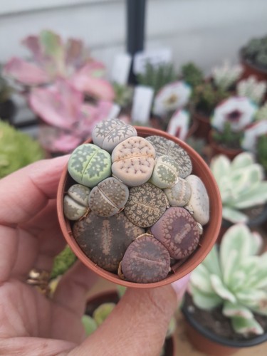 Lithops living stones - lithops,