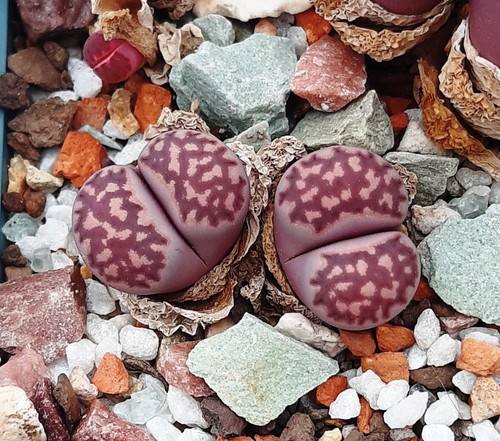Seeds lithops salicola - seeds,