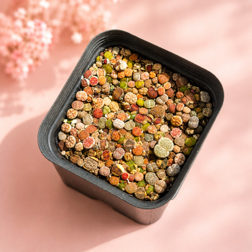 100pcs baby lithops 1 - lithops,, 1.5