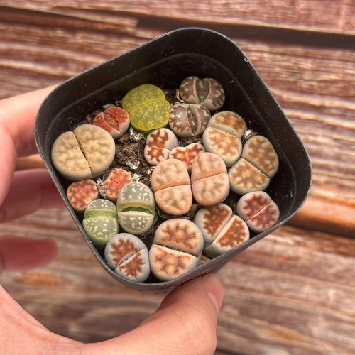 Double head lithops - head, living