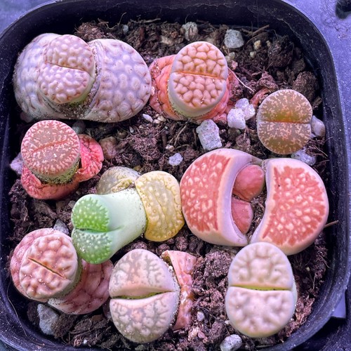 Clearance sale lithops - sale-, living