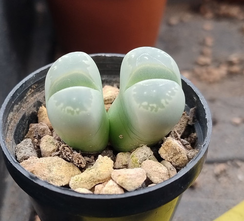 Succulent lithops olivacea - succulent,