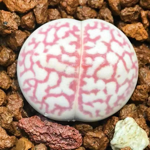 10x lithops karasmontan seeds - 10x,
