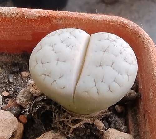 Succulent lithops - succulent,