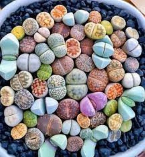 Lithops seeds living - living, 10