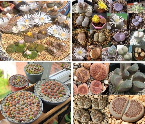 Lithops mix seeds - lithops,