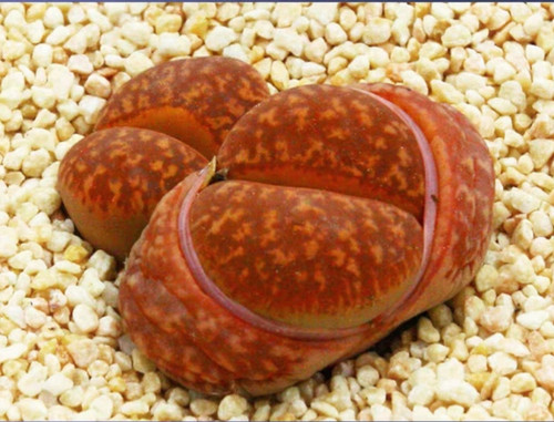 10x lithops gensinae hanawared - 10x,