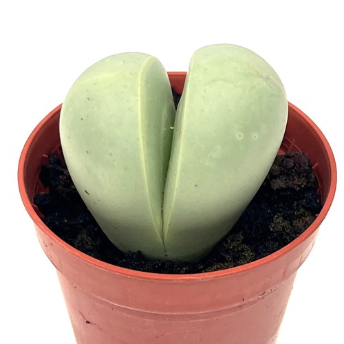 Dintheranthus puberules split - puberules,