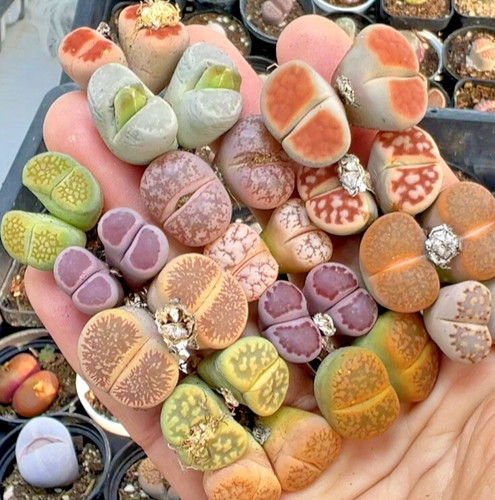 Living stone starter - stone, 4