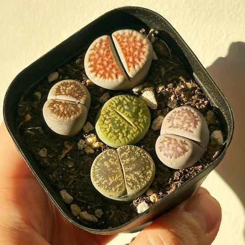 5pcs premium lithops selection - 5pcs,