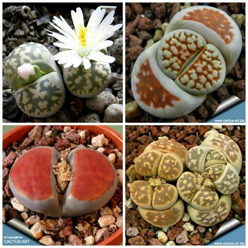 Seeds lithops - of,