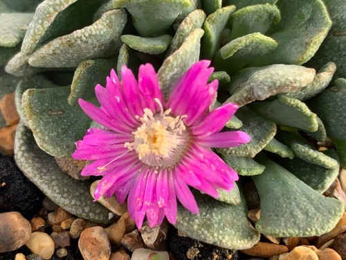 Aloinopsis spathulata rare - spathulata,,