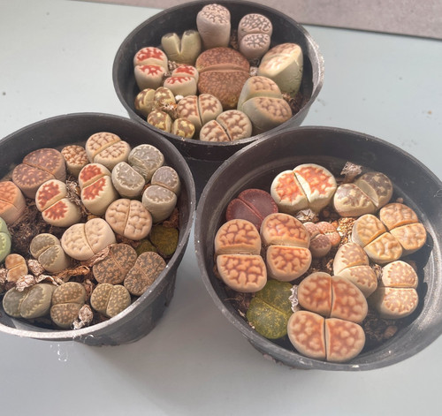 6pcs lithops living stones - 6pcs,