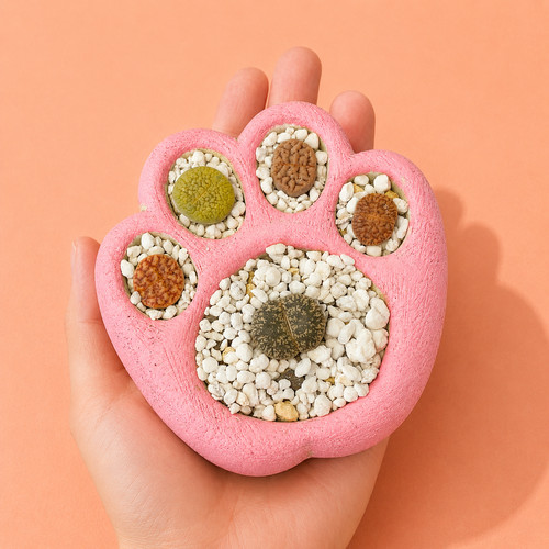Living stones succulents with - succulents,
