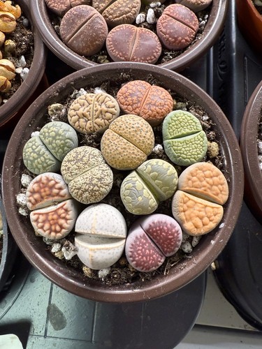 Mixed lithops - 10, 2.0-2.5cm