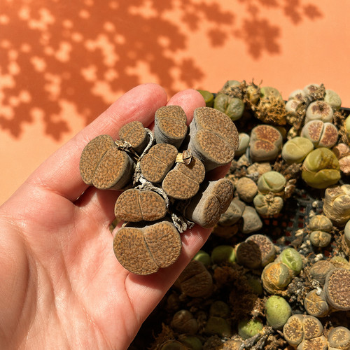 Rare lithops mother - lithops, plant