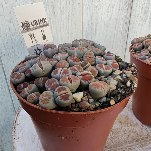 Lithops living stones pebble - stones,