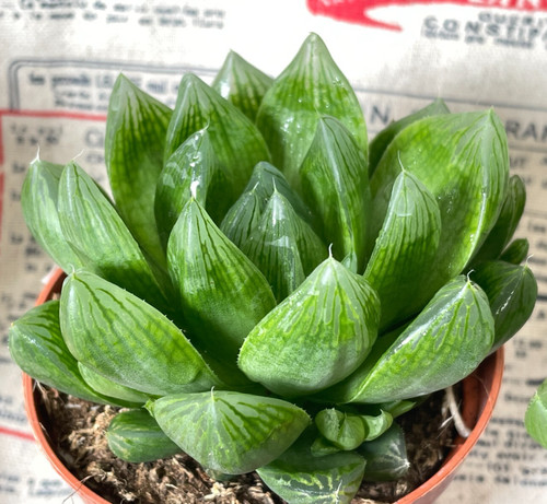 Varieties haworthia cooperii - 2,