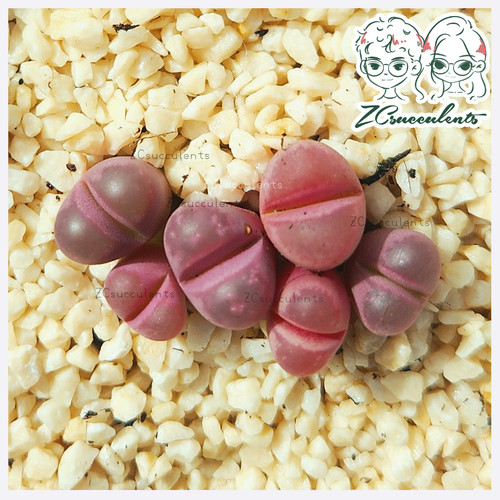 Lithops c81a optica - lithops,
