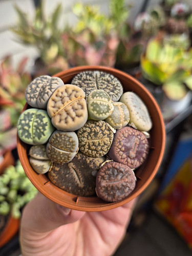 Lithops living stones potted - stones,
