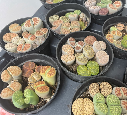 Double head lithops - double,