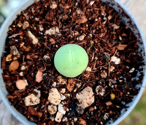 Conophytum calculus 10mm - calculus,