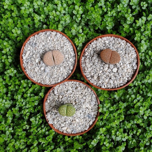Mixed lithops living - 3,