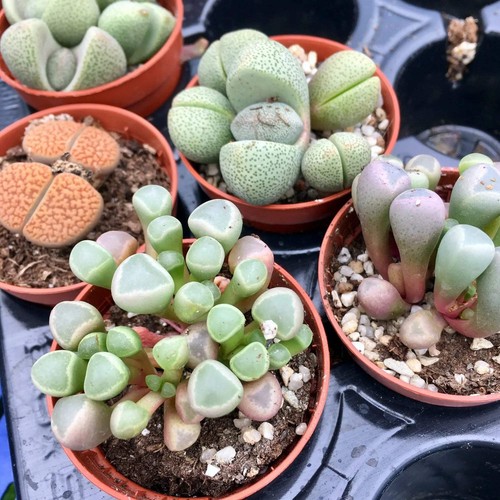 Living stones - living, (lithops