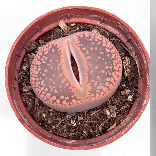 Large lithop living - large,