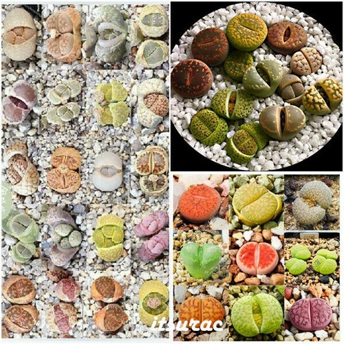 Seeds lithops mix - 10, of