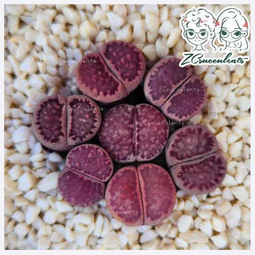 Salicola sato s - salicola, 'sato’s