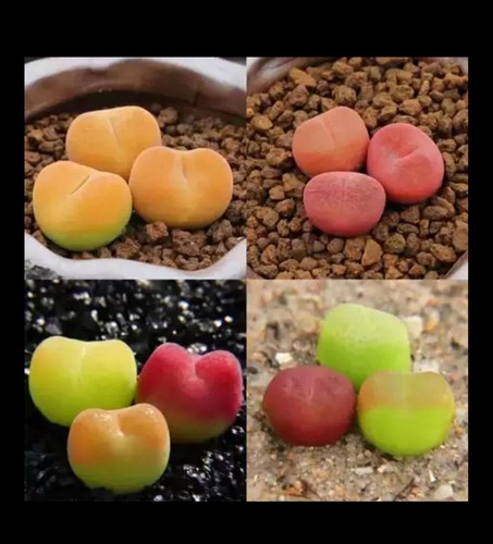 Maughanii rare living stones - maughanii,