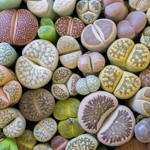 Lithops living stone - lithops, in