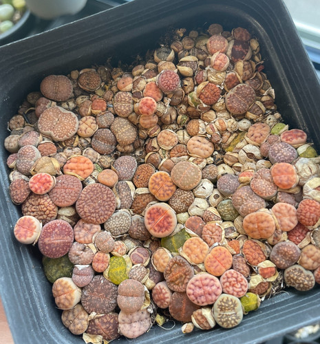 100pcs baby lithops - 100pcs+, 1.5