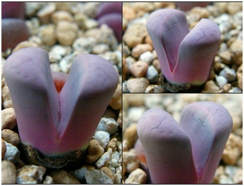 Seeds lithops meyeri - 10,