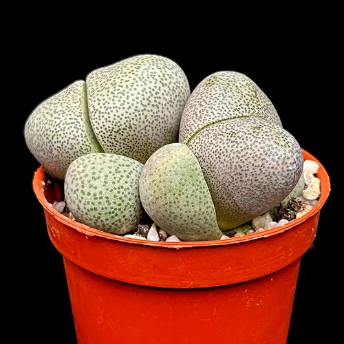 Pleiospilos nelii split rock - nelii, rock'