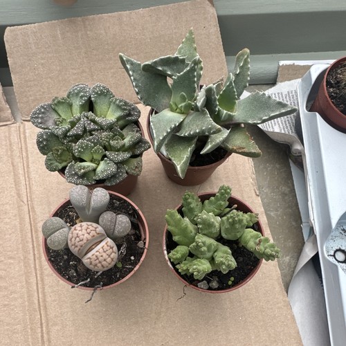 Mixed succulent plants in - x, 4