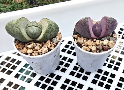Pleiospilos nelii split rock - pleiospilos,