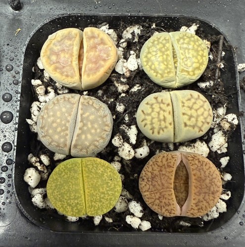 Mixed large lithops - 6, lithops(