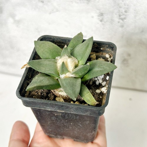 Rare ariocarpus retusus - ariocarpus, –