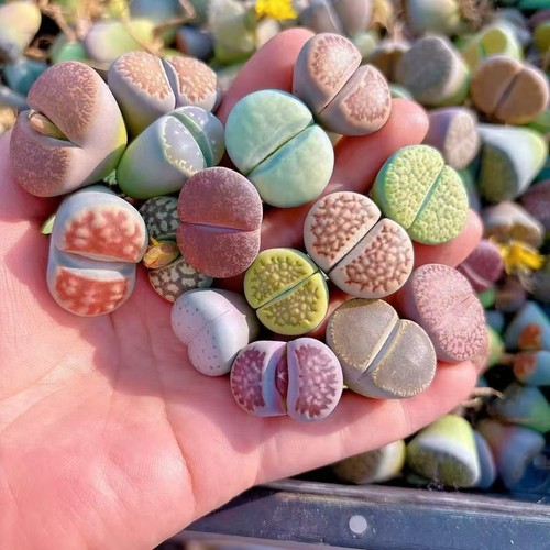 Lithops living stone single - stone,